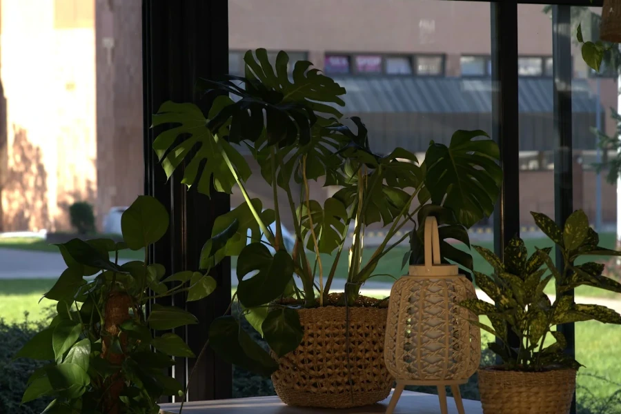 Tropico — café interior