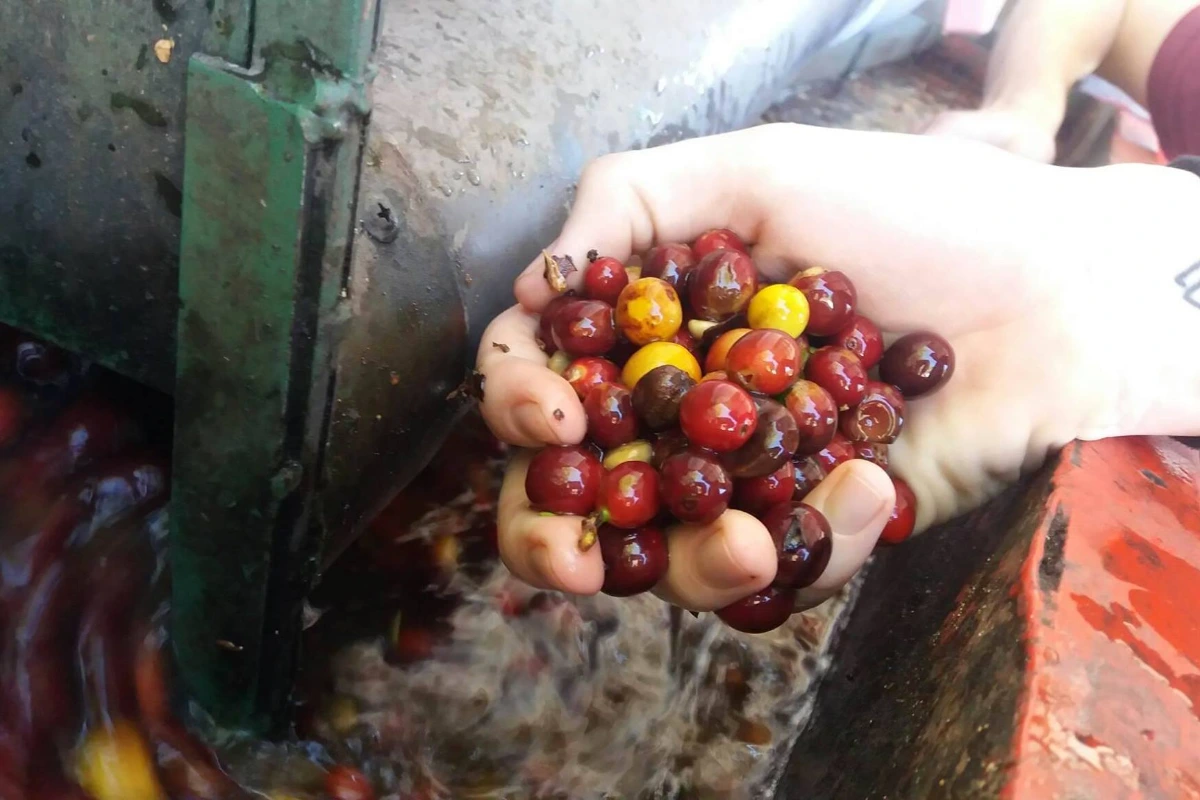 Good Coffee micro roasters — palarnia