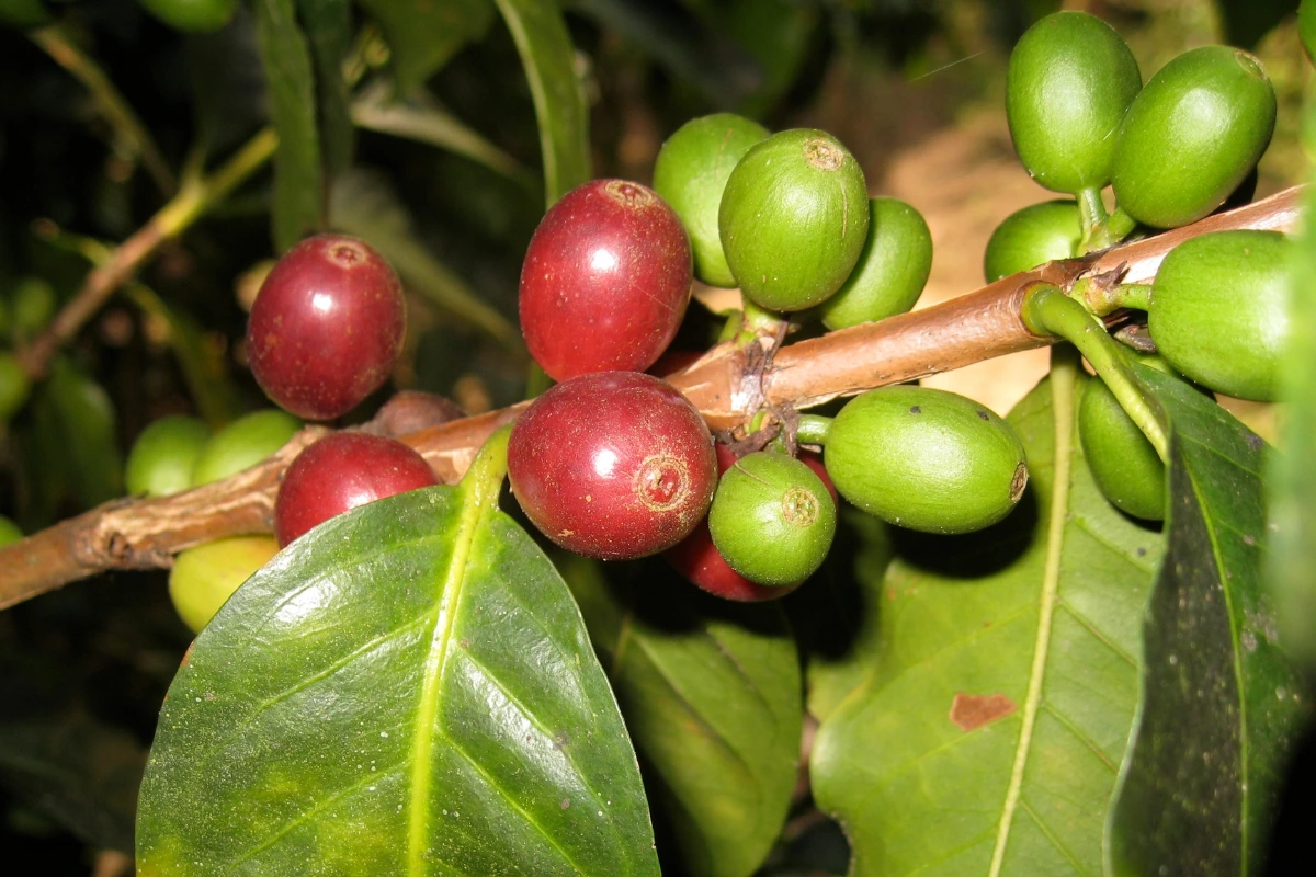 Audun Coffee — palarnia